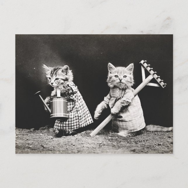 Postal Papas y gatitos vintage (Anverso)