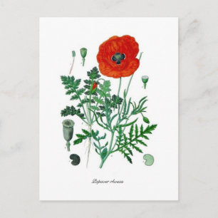 Postal Papaver rhoeas