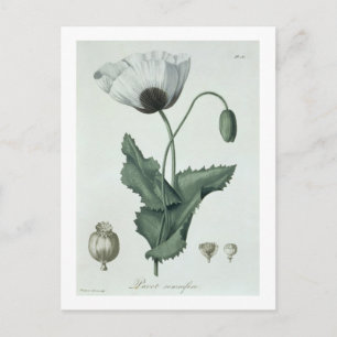 Postal Papaver Somniferum de 'Phytographie Medicale' de