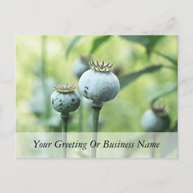 Postal Papaver Somniferum Seed Heads (Anverso)