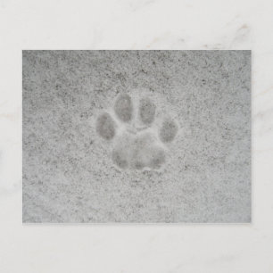 Postal Papel de gatito impreso en la nieve Postcard
