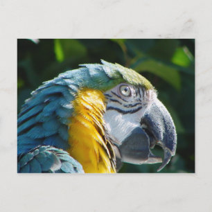 Postal Papel posticial de loro