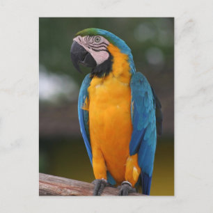 Postal Papel posticial de loro