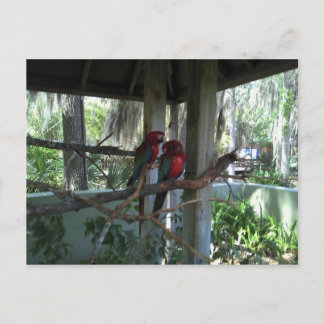 Postal Papel posticial de loro
