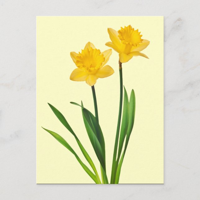 Postal Papeles de primavera amarilla - plantilla de Daffo (Anverso)
