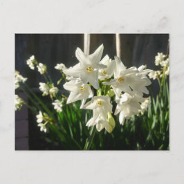 Postal Paperwhites Narcissus