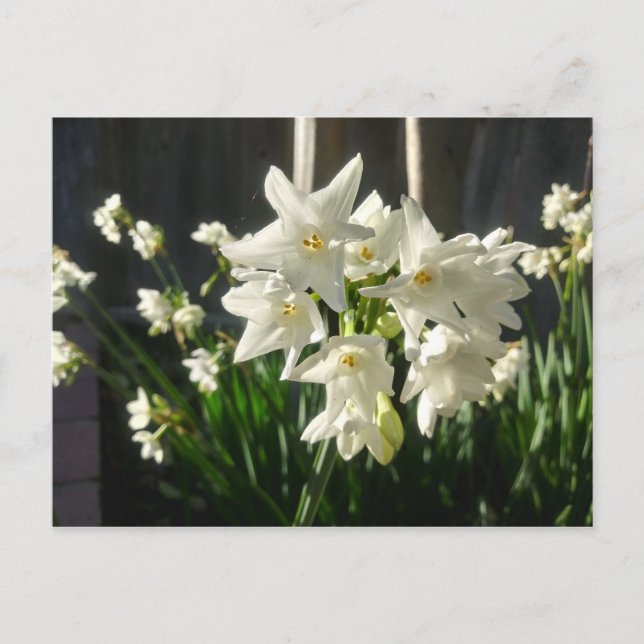 Postal Paperwhites Narcissus (Anverso)