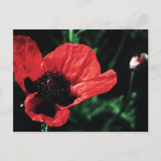 Postal Papery Red Poppy