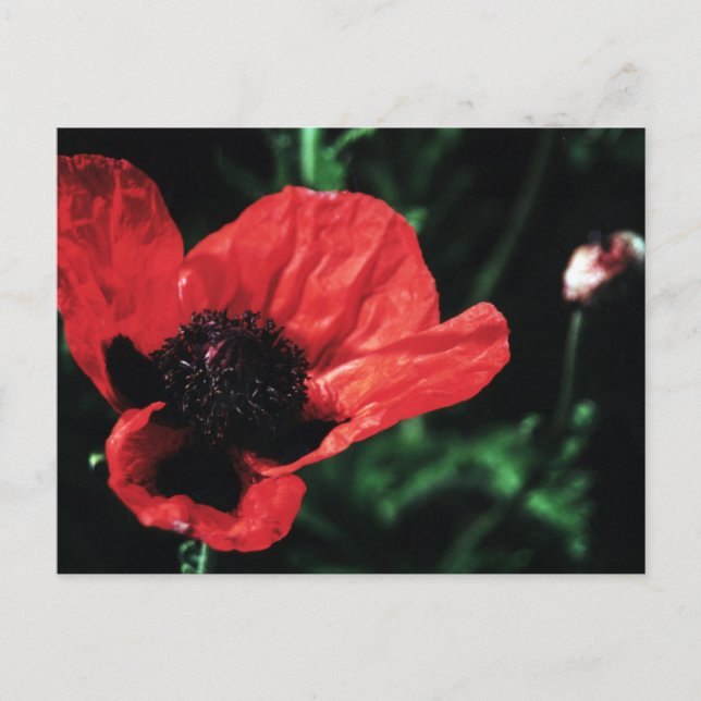 Postal Papery Red Poppy (Anverso)
