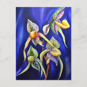 Postal Paphiopedilum de la dama de orquídea