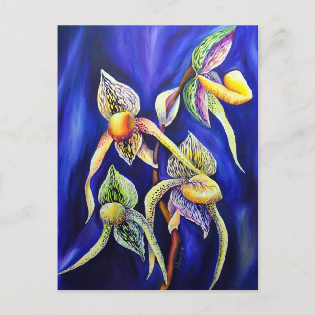 Postal Paphiopedilum de la dama de orquídea (Anverso)