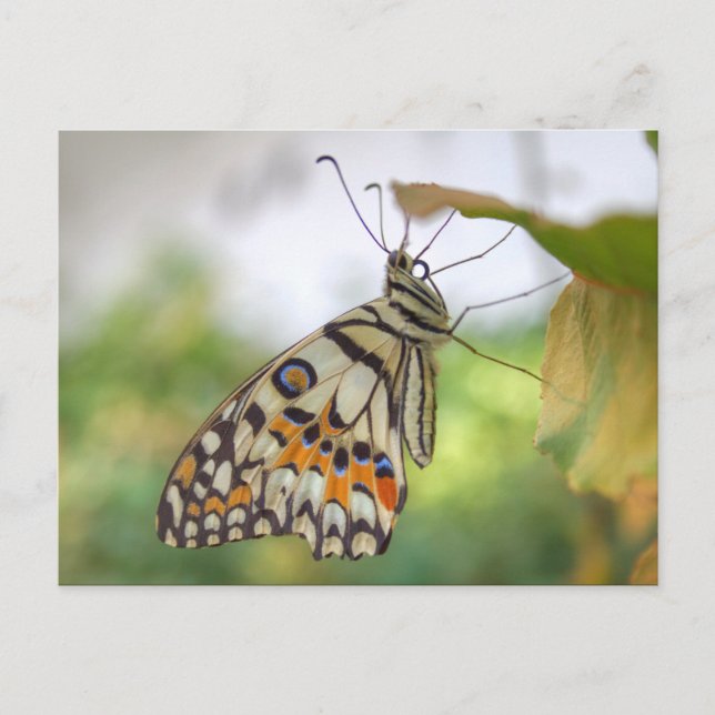 Postal Papilio demoleus (Anverso)