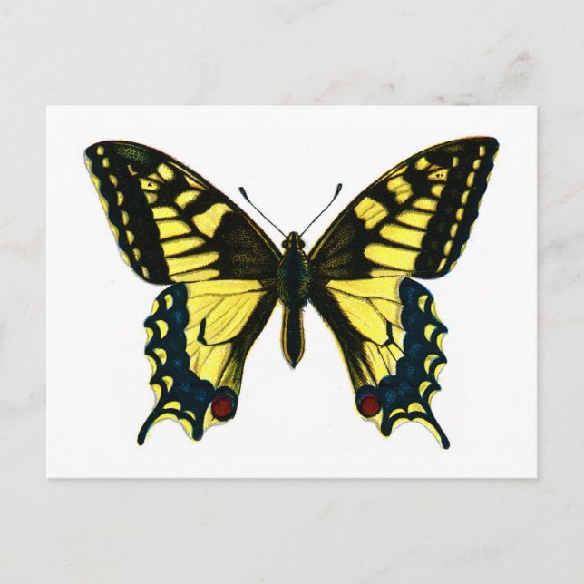 Postal Papilio machaon (Anverso)