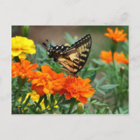 Papilio Machaon