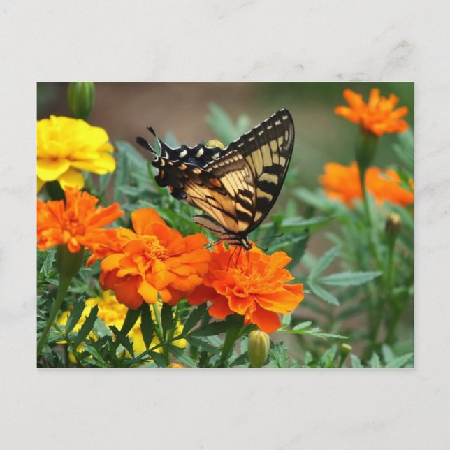 Postal Papilio Machaon (Anverso)