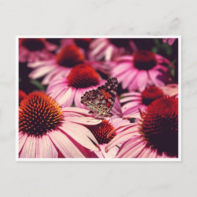 Postal Papillon (Anverso)