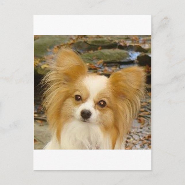 Postal Papillon (Anverso)