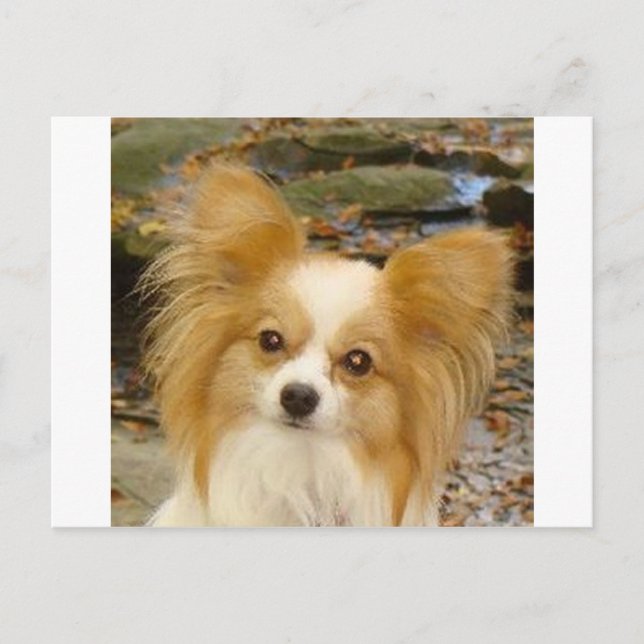 Postal Papillon (Anverso)