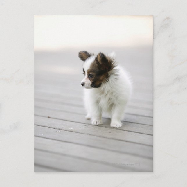 Postal Papillon (Anverso)