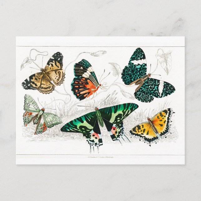 Postal Papillon de mariposa de época de arte de Ilustraci (Anverso)