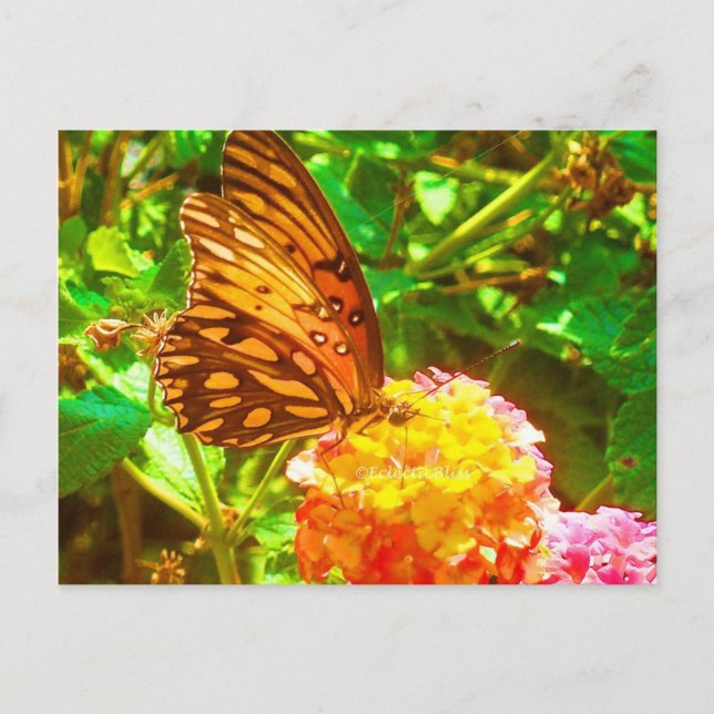 Postal Papillon (Mariposa) (Anverso)
