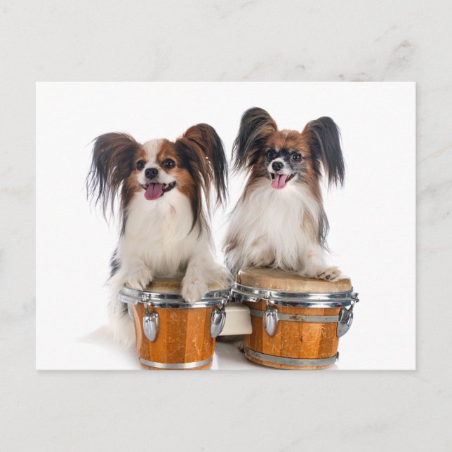 Postal Papillon Puppies Play Drums (Anverso)