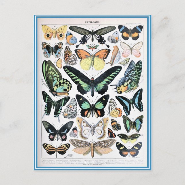 Postal Papillones diccionarios de ilustracion (Anverso)