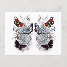 Postal papillons