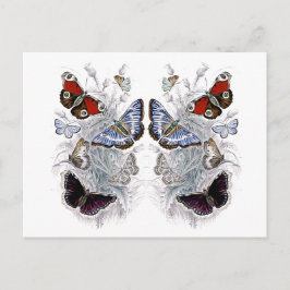 Postal papillons