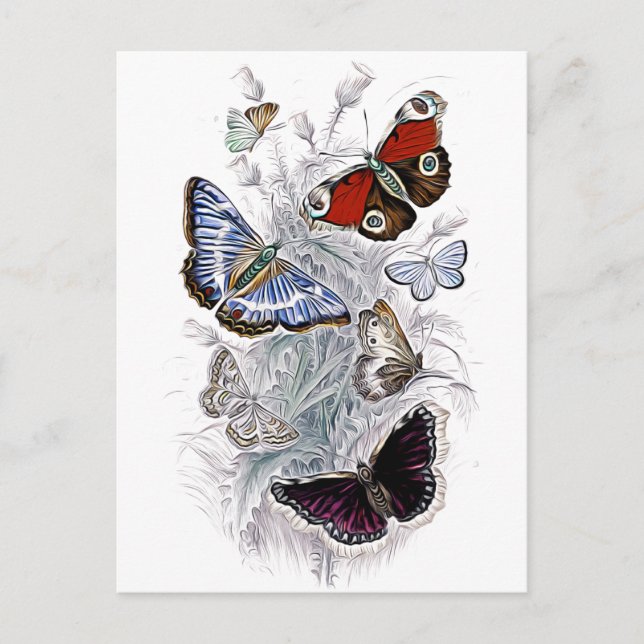 Postal papillons (Anverso)