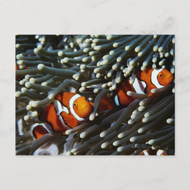 Postal Papúa Nueva Guinea: dos falsos payasos (Anverso)