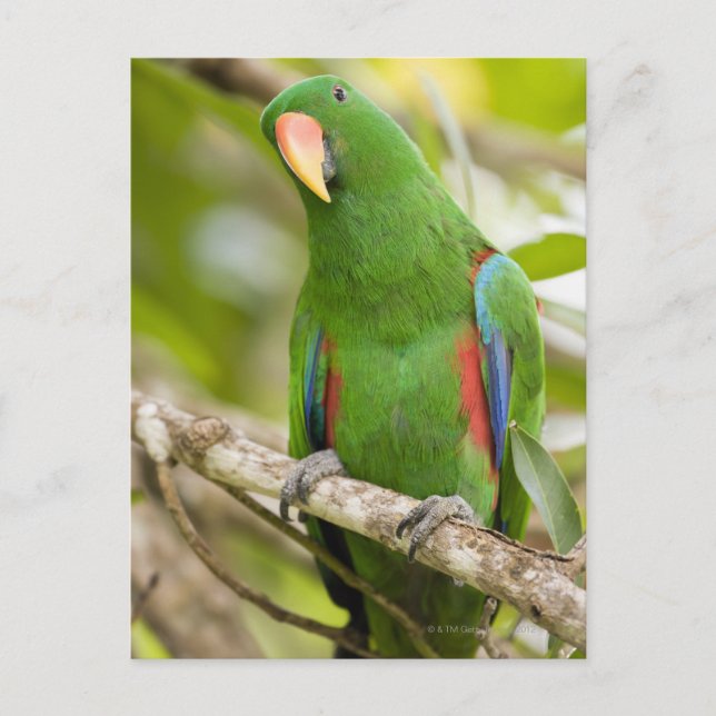 Postal Papúa Nueva Guinea, Provincia Oro 2 (Anverso)