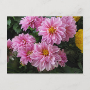 Postal Paquete de flor rosa