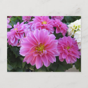 Postal Paquete de flor rosa