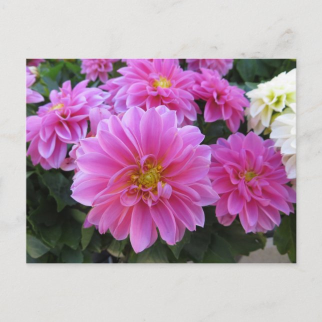 Postal Paquete de flor rosa (Anverso)