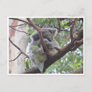 Postal paquete de koala