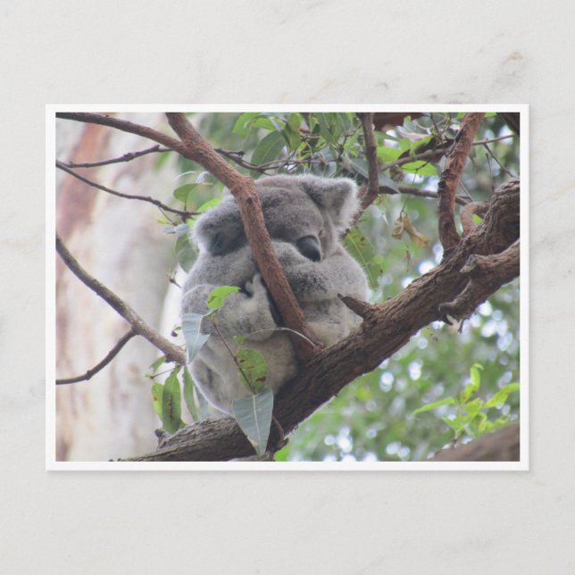 Postal paquete de koala (Anverso)