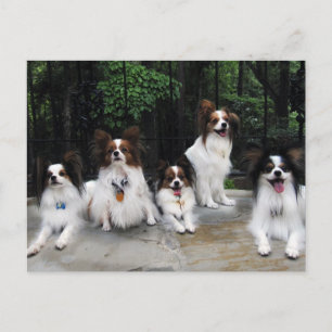 Postal Paquete de Papillones de Hershey Kiss Hero Kennel