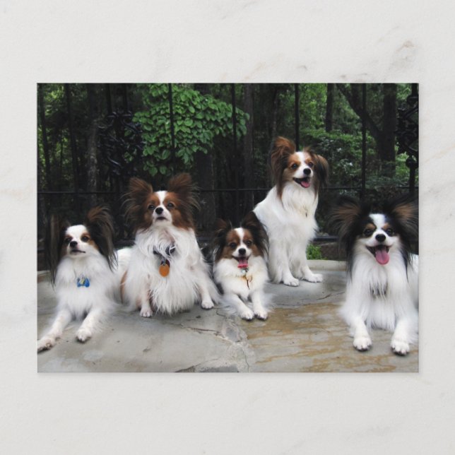 Postal Paquete de Papillones de Hershey Kiss Hero Kennel (Anverso)