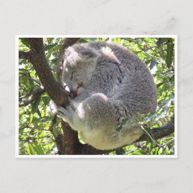 Postal paquete koala (Anverso)