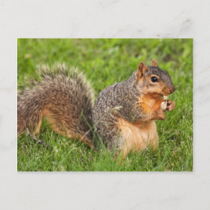 Postal Paquete Peel Open