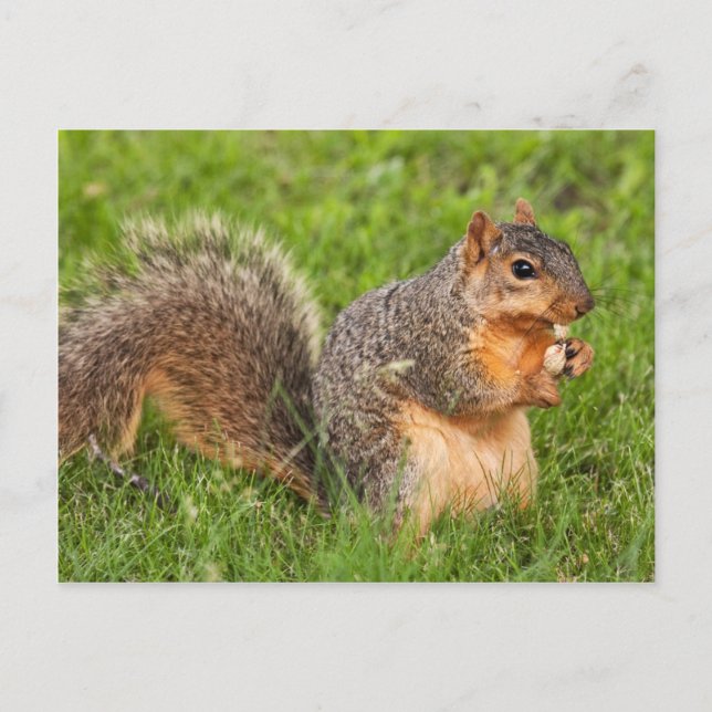 Postal Paquete Peel Open (Anverso)