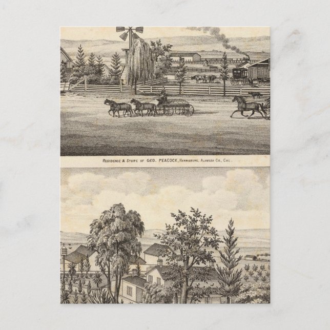 Postal Paquetes de pavo real, Willow Glen (Anverso)