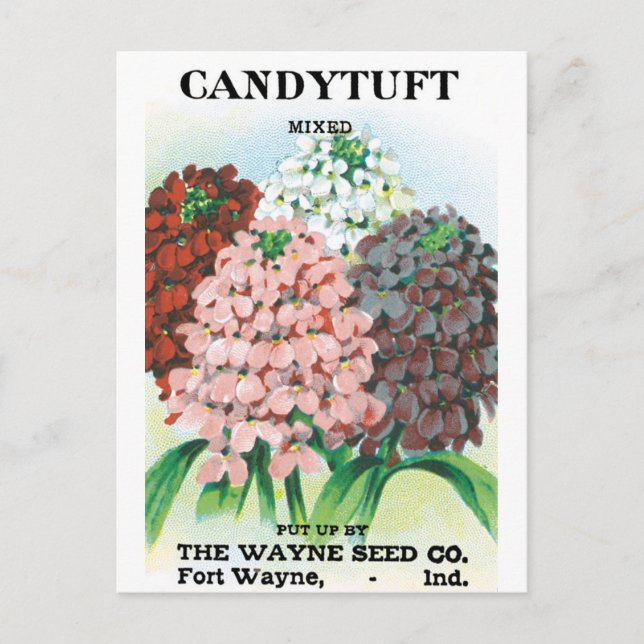 Postal Paquetes de semillas de época, flores de jardín de (Anverso)
