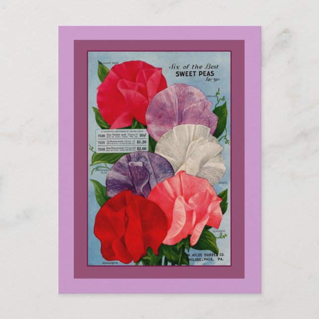 Postal Paquetes de Semillas Vintage de Pea Plant (Anverso)