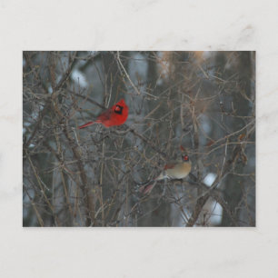 Postal Par cardinal