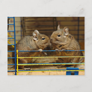 Postal Par de Degus en la puerta de la jaula