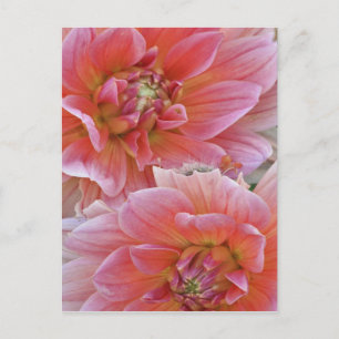 Postal Par de flores de Dalia, Dahlia spp. ,