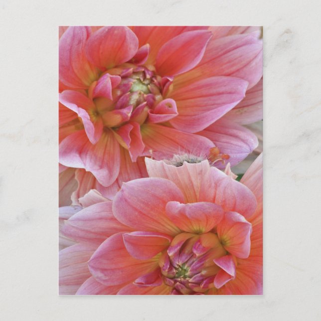 Postal Par de flores de Dalia, Dahlia spp. , (Anverso)
