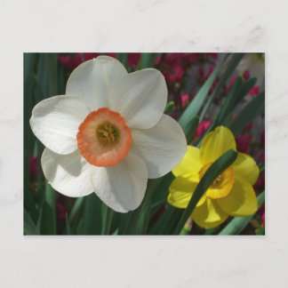 Postal Par de flores de primavera rosadas y amarillas de 